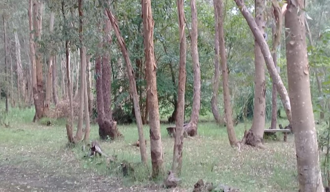 El portal Del Bosque